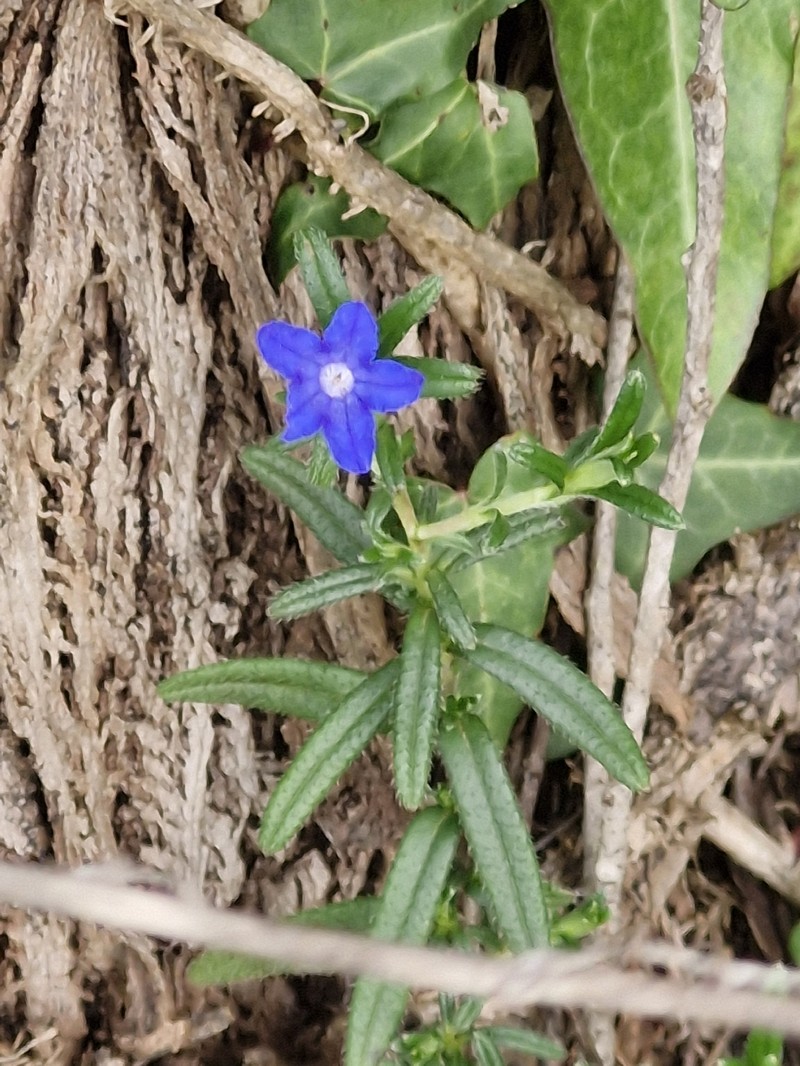 Glandora prostrata subsp. prostrata photo 3