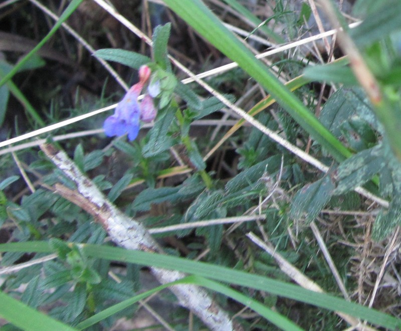Glandora prostrata subsp. prostrata photo 4