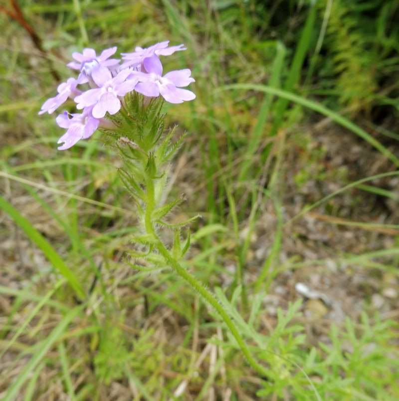 Dakota Mock Vervain
