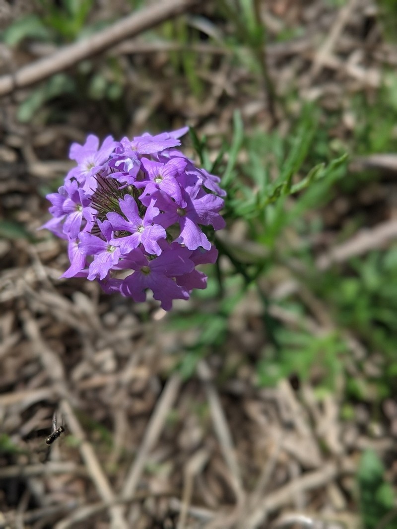 Dakota Mock Vervain