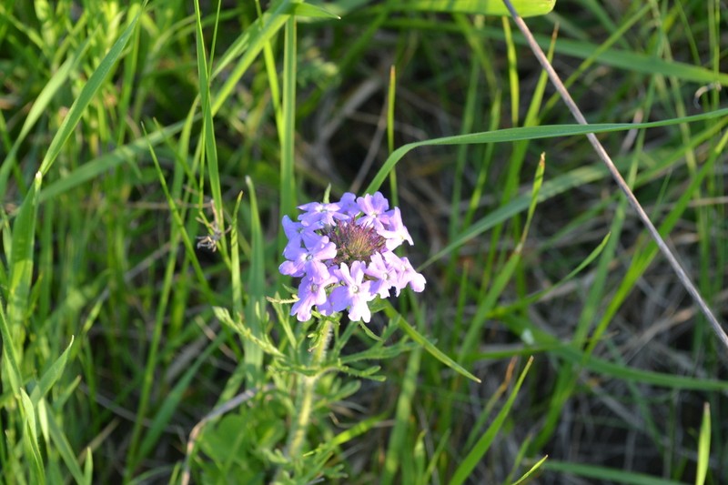 Dakota Mock Vervain photo 2