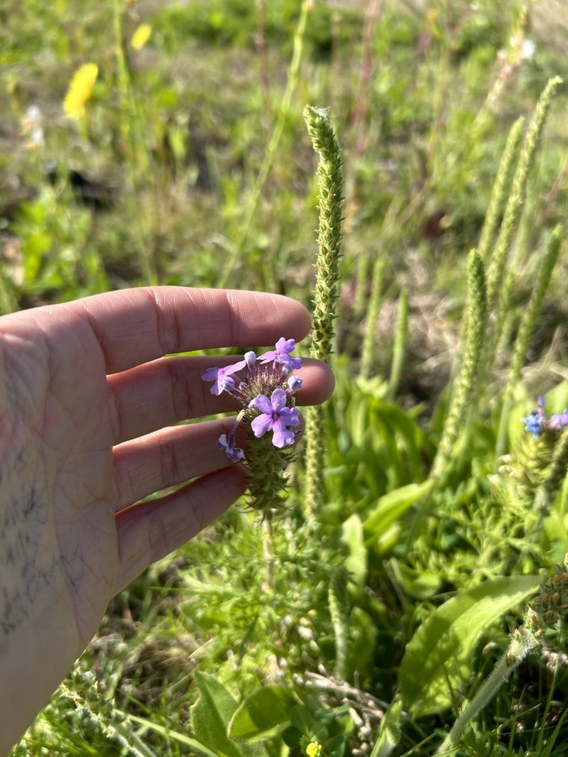 Dakota Mock Vervain photo 3
