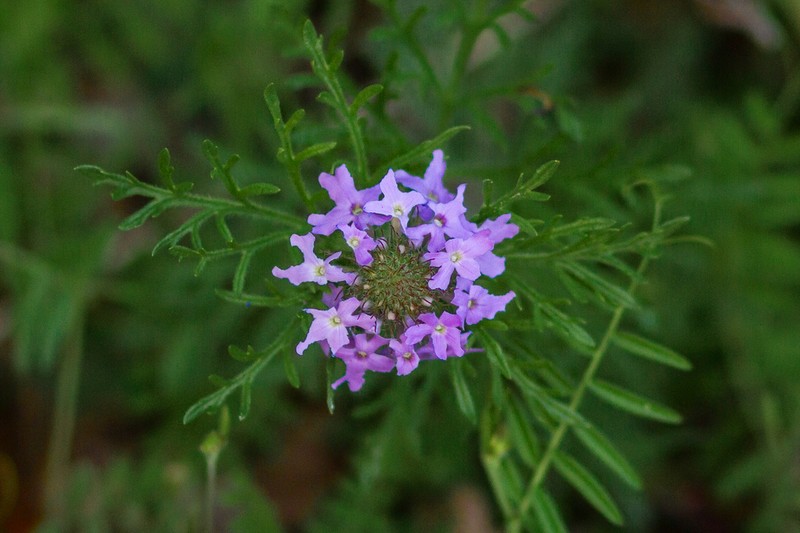Dakota Mock Vervain photo 4