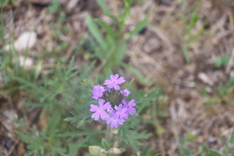 Dakota Mock Vervain photo 5