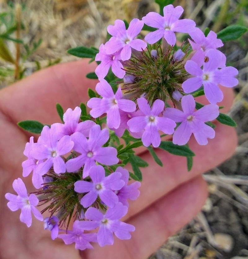 Dakota Mock Vervain photo 6