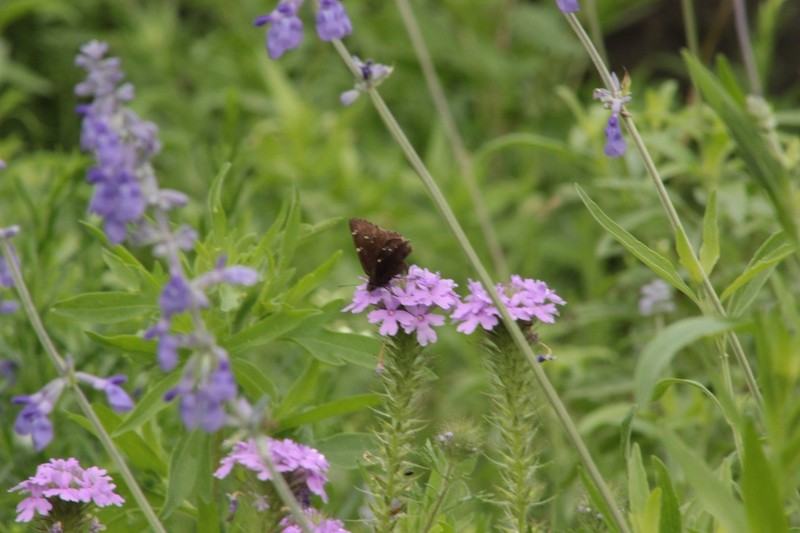 Dakota Mock Vervain photo 7