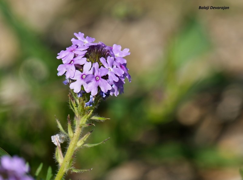 Dakota Mock Vervain photo 8
