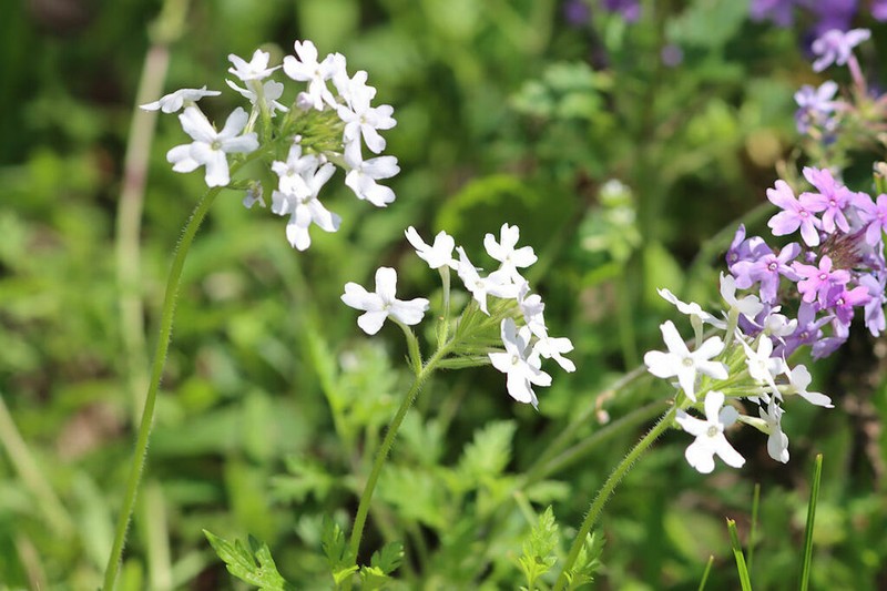 Rose Mock Vervain