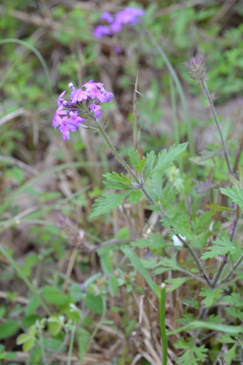Rose Mock Vervain photo 2