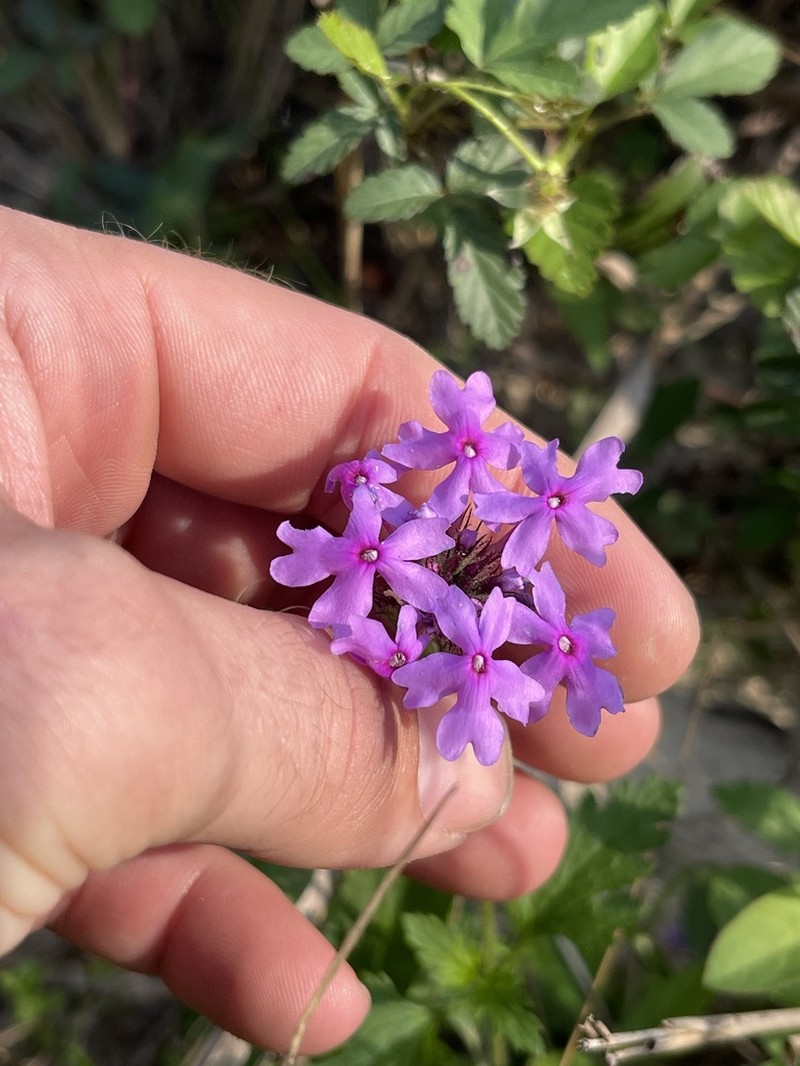 Rose Mock Vervain photo 3