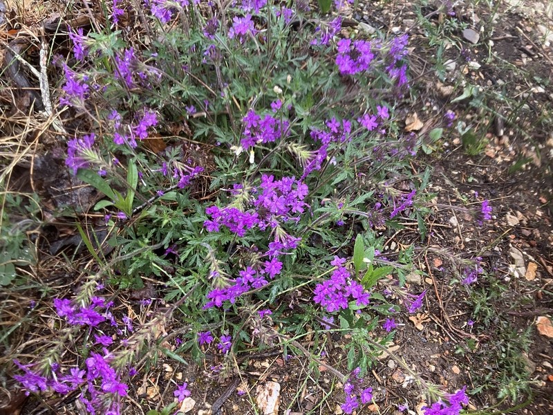 Rose Mock Vervain photo 4