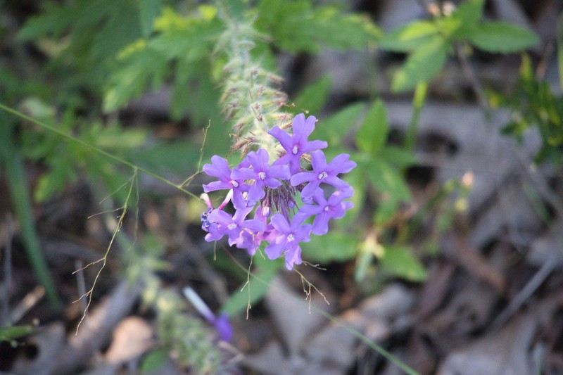 Rose Mock Vervain photo 5