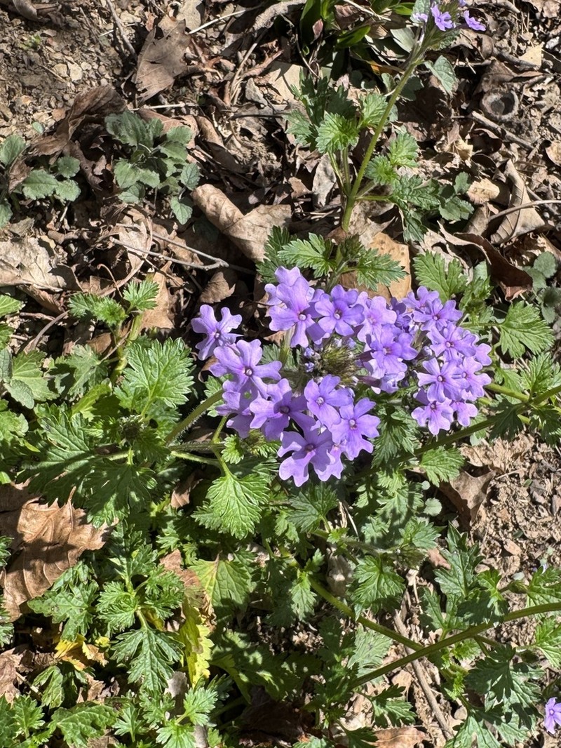 Rose Mock Vervain photo 6