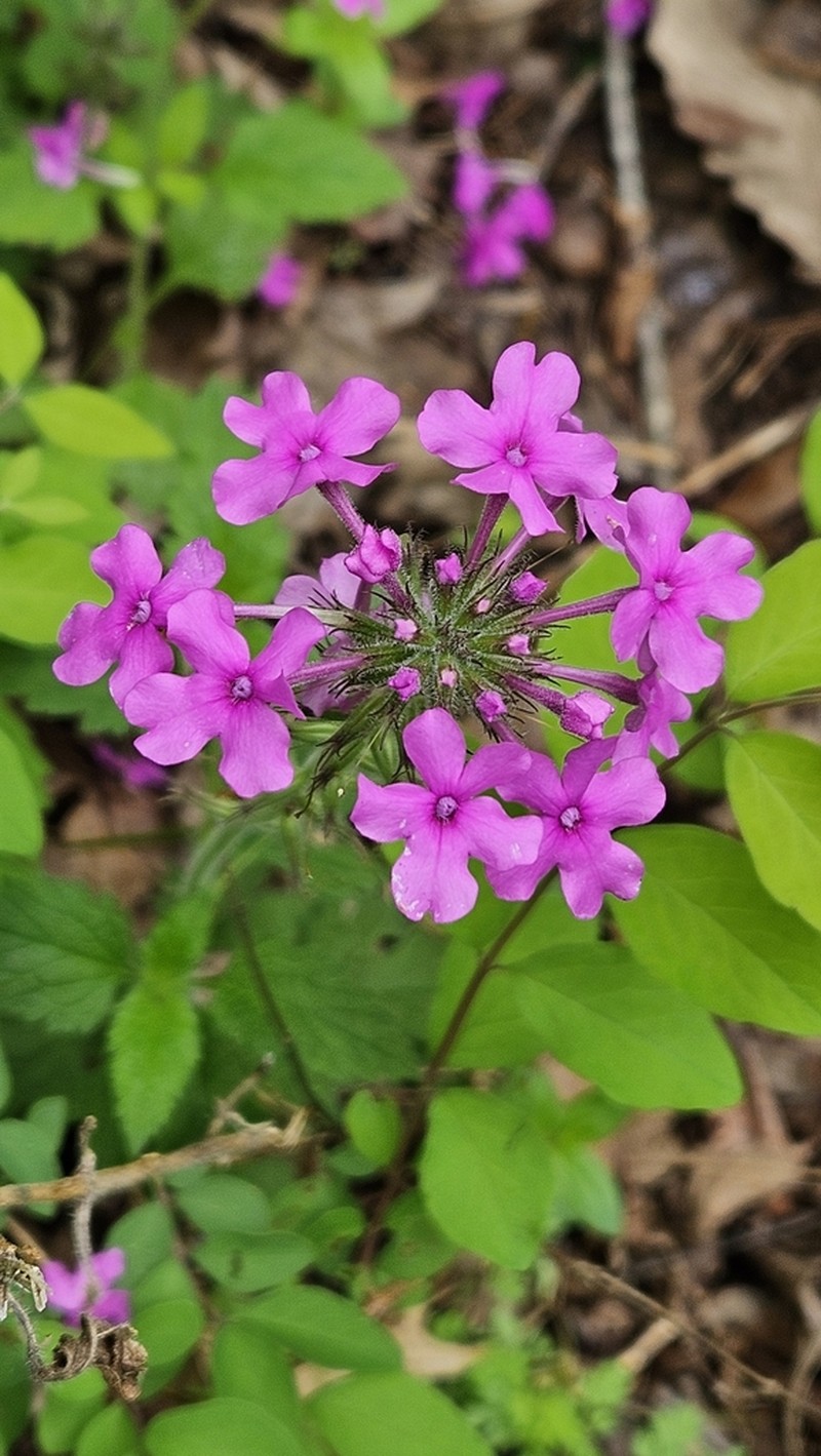 Rose Mock Vervain photo 7