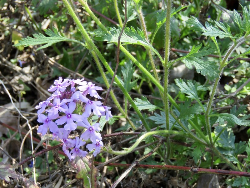 Rose Mock Vervain photo 8