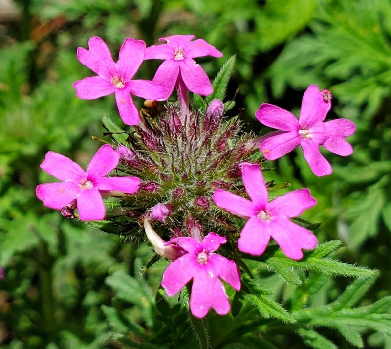 Chiricahua Mountain Mock Vervain