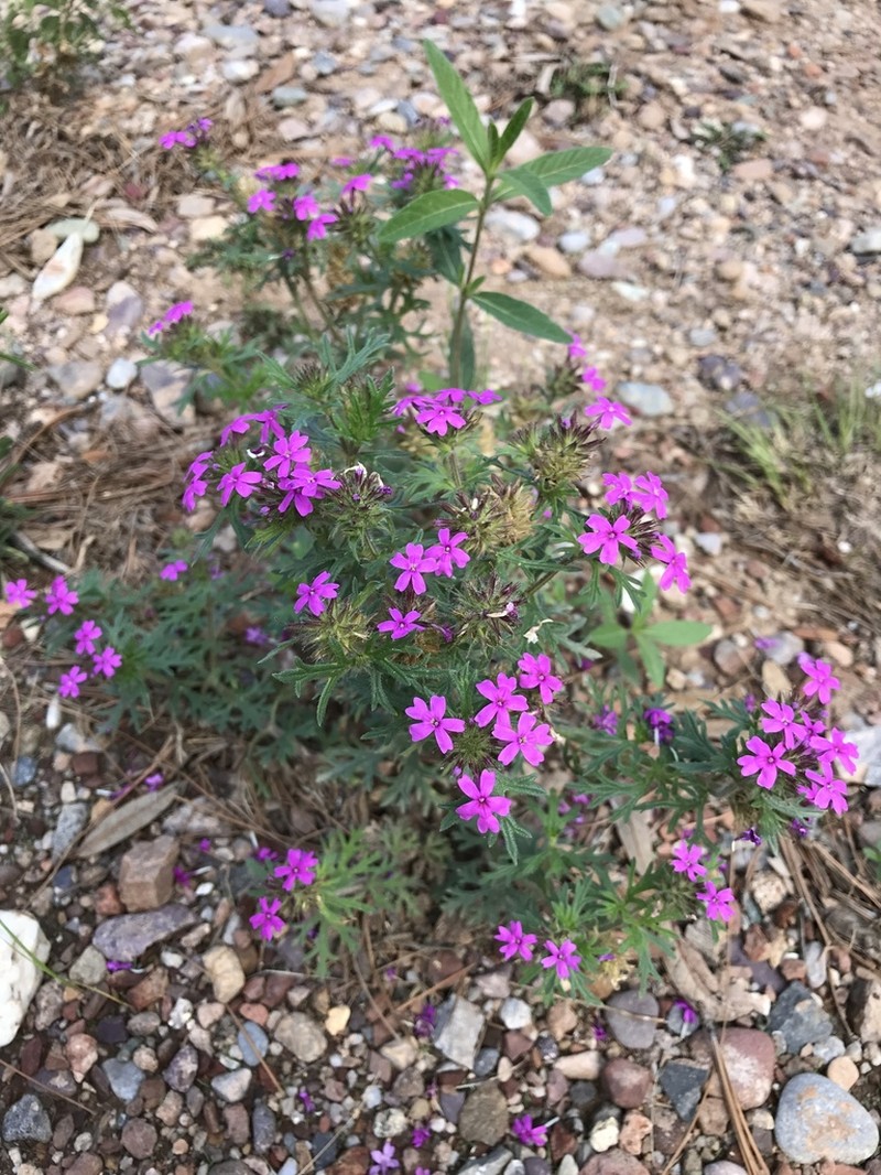 Chiricahua Mountain Mock Vervain photo 2