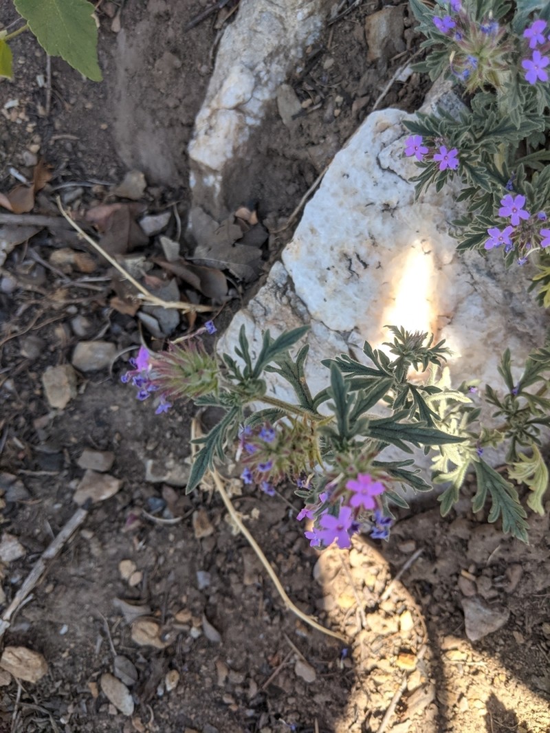 Chiricahua Mountain Mock Vervain photo 4