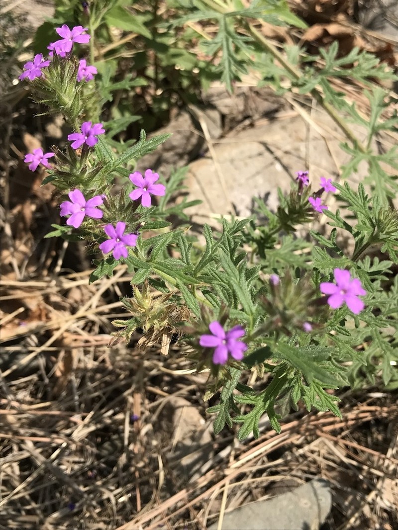 Chiricahua Mountain Mock Vervain photo 6