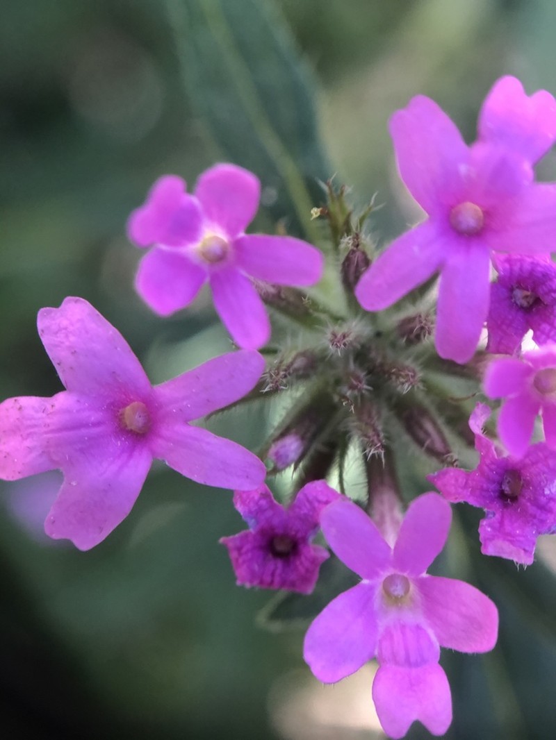 Chiricahua Mountain Mock Vervain photo 7