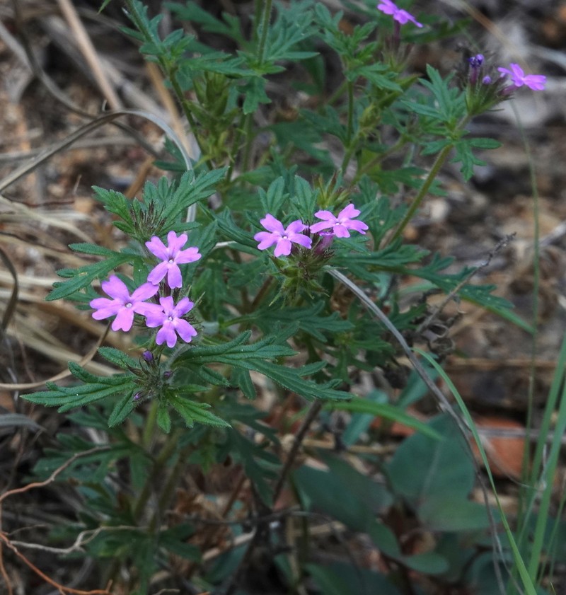 Chiricahua Mountain Mock Vervain photo 8
