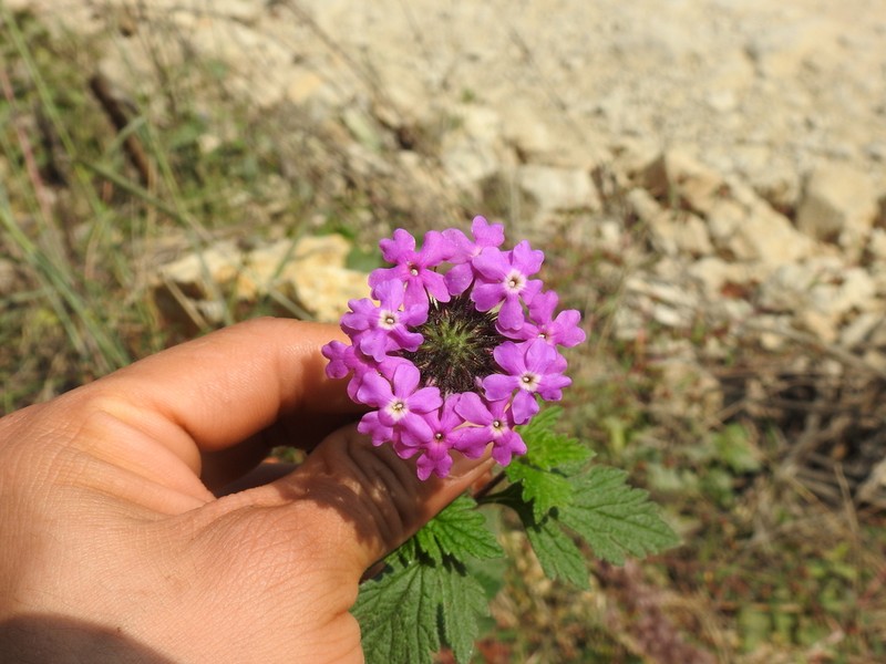 Moradia photo 2
