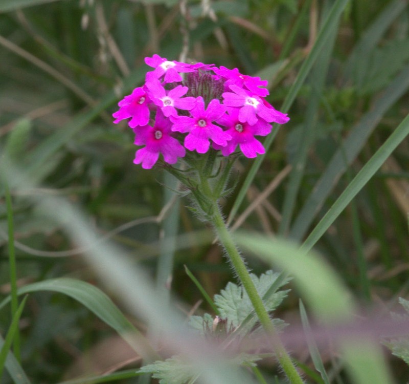 Moradia photo 8