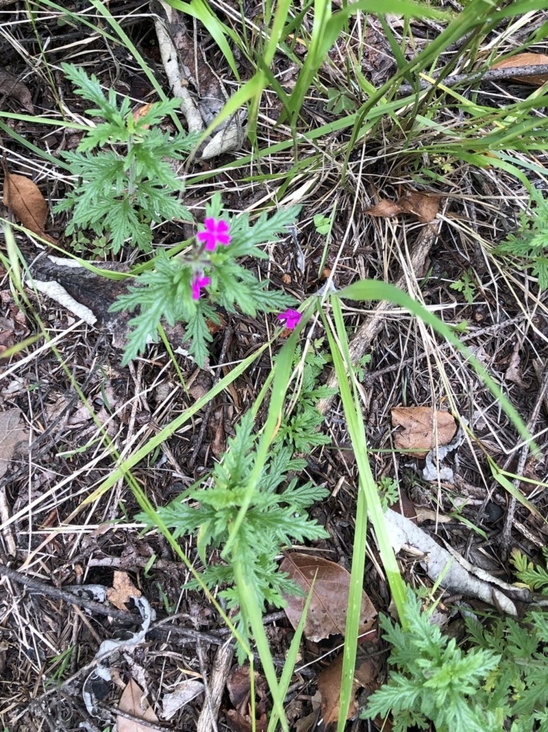 Mountain Mock Vervain