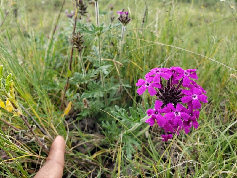 Mountain Mock Vervain photo 2