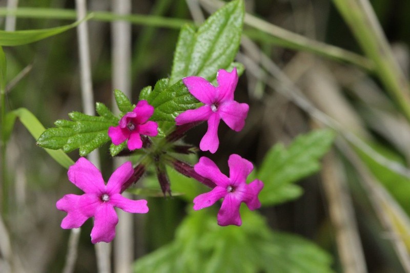Mountain Mock Vervain photo 3