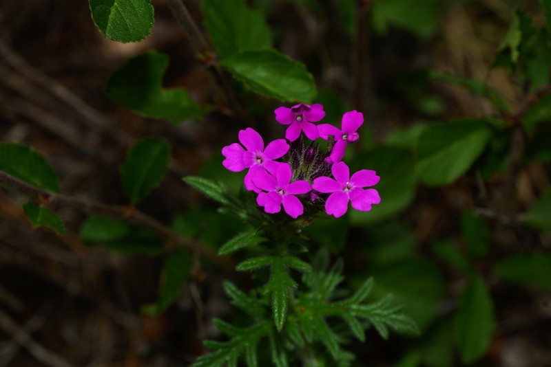 Mountain Mock Vervain photo 4
