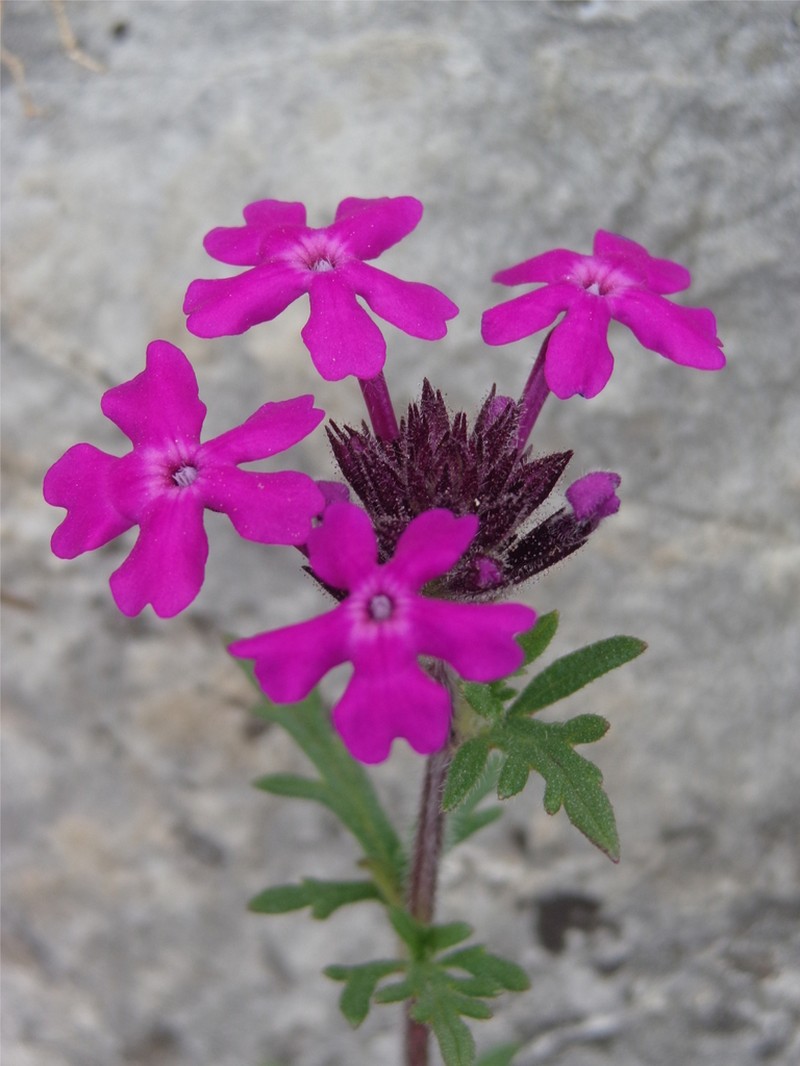 Mountain Mock Vervain photo 5