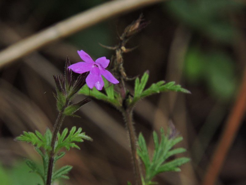 Mountain Mock Vervain photo 6