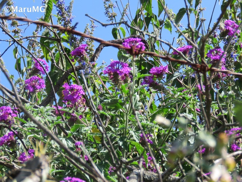 Mountain Mock Vervain photo 7