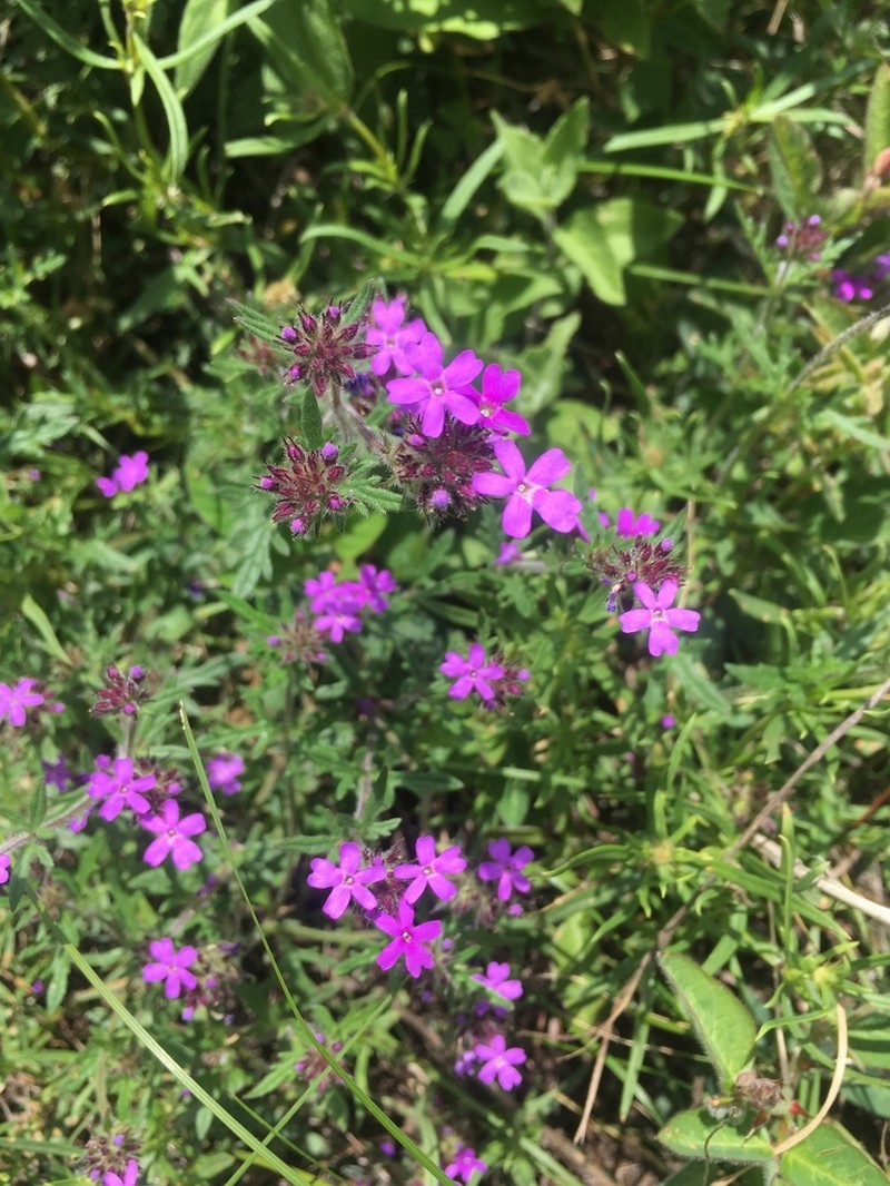 Mountain Mock Vervain photo 8