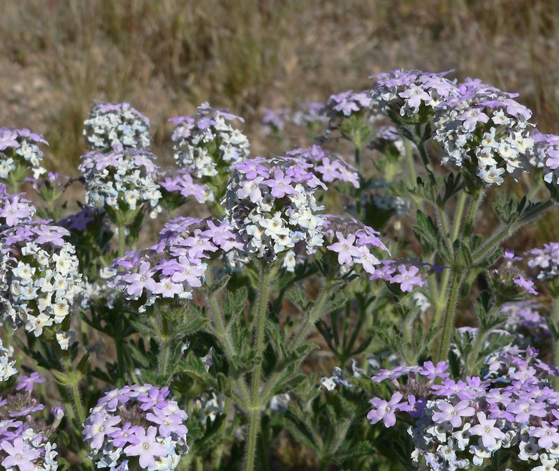 Southwestern Mock Vervain