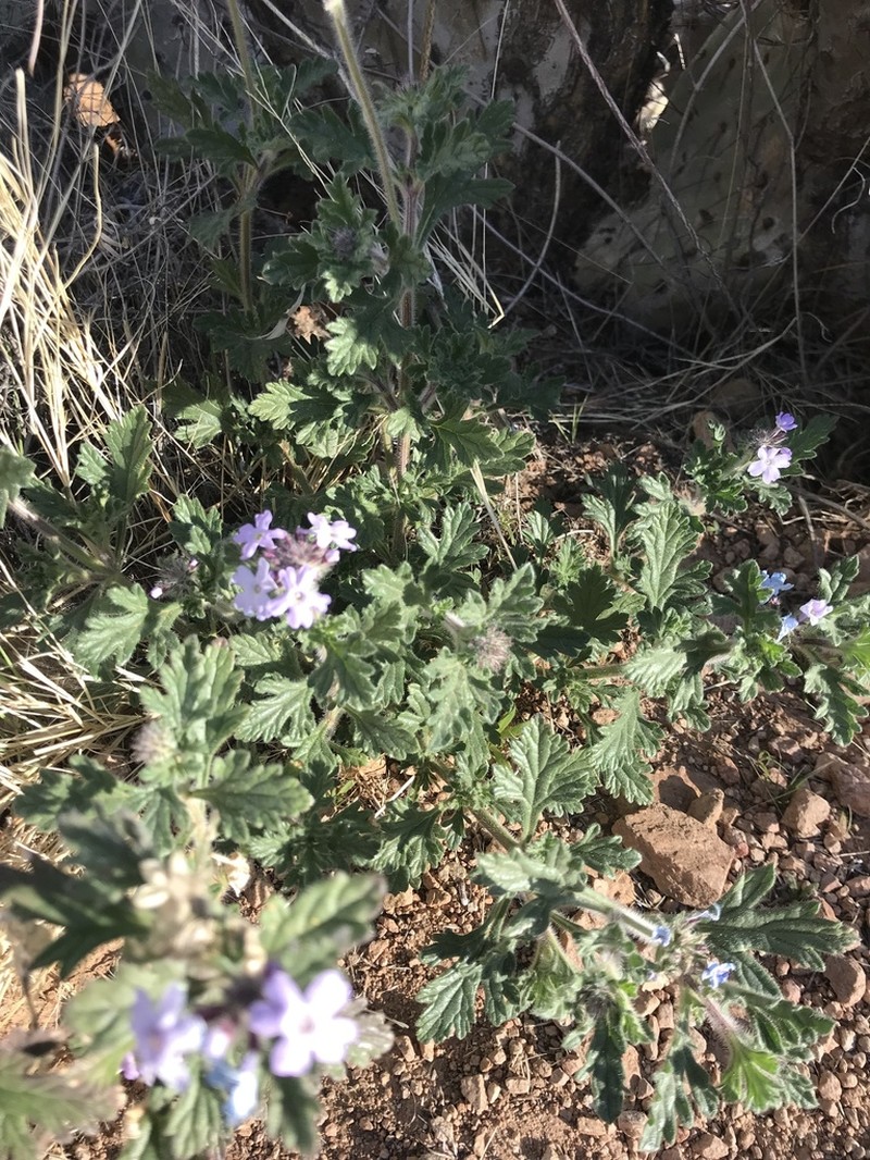 Southwestern Mock Vervain
