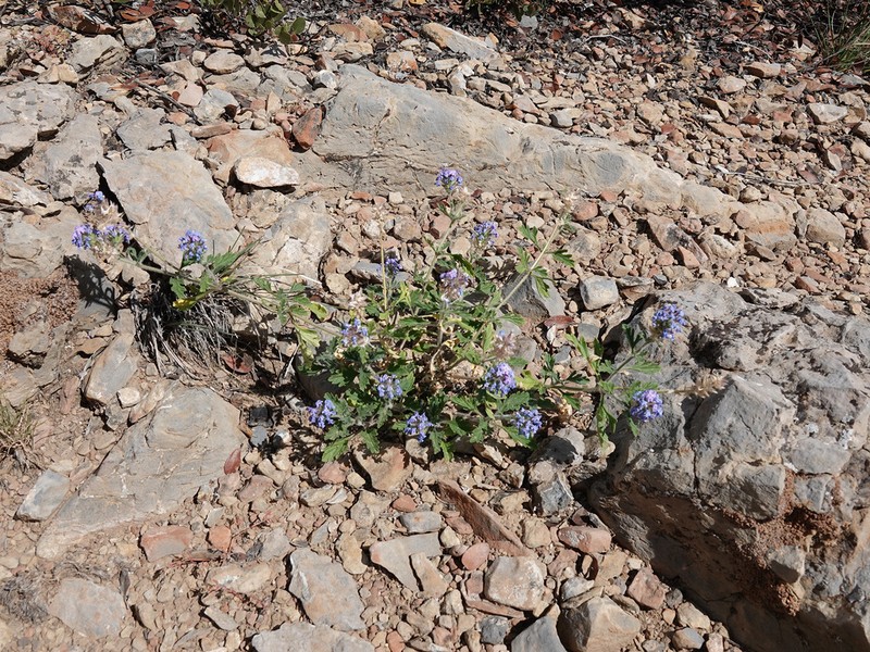 Southwestern Mock Vervain photo 2