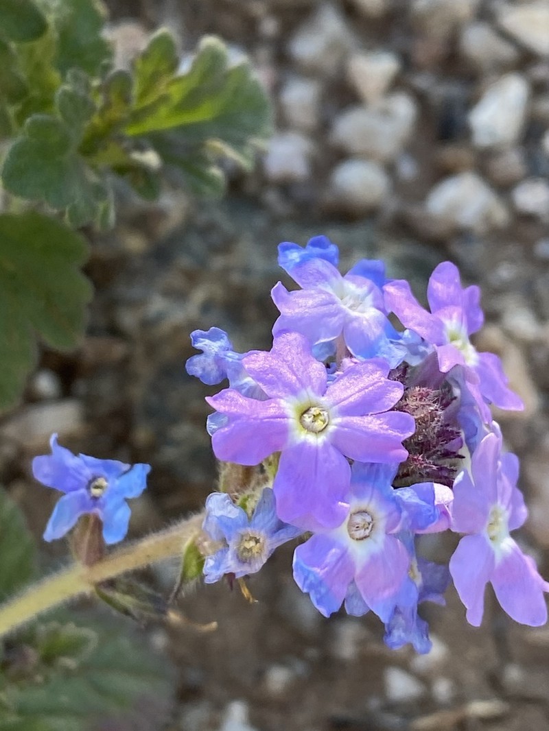 Southwestern Mock Vervain photo 3