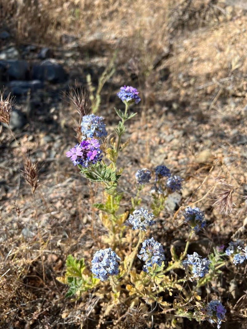 Southwestern Mock Vervain photo 4