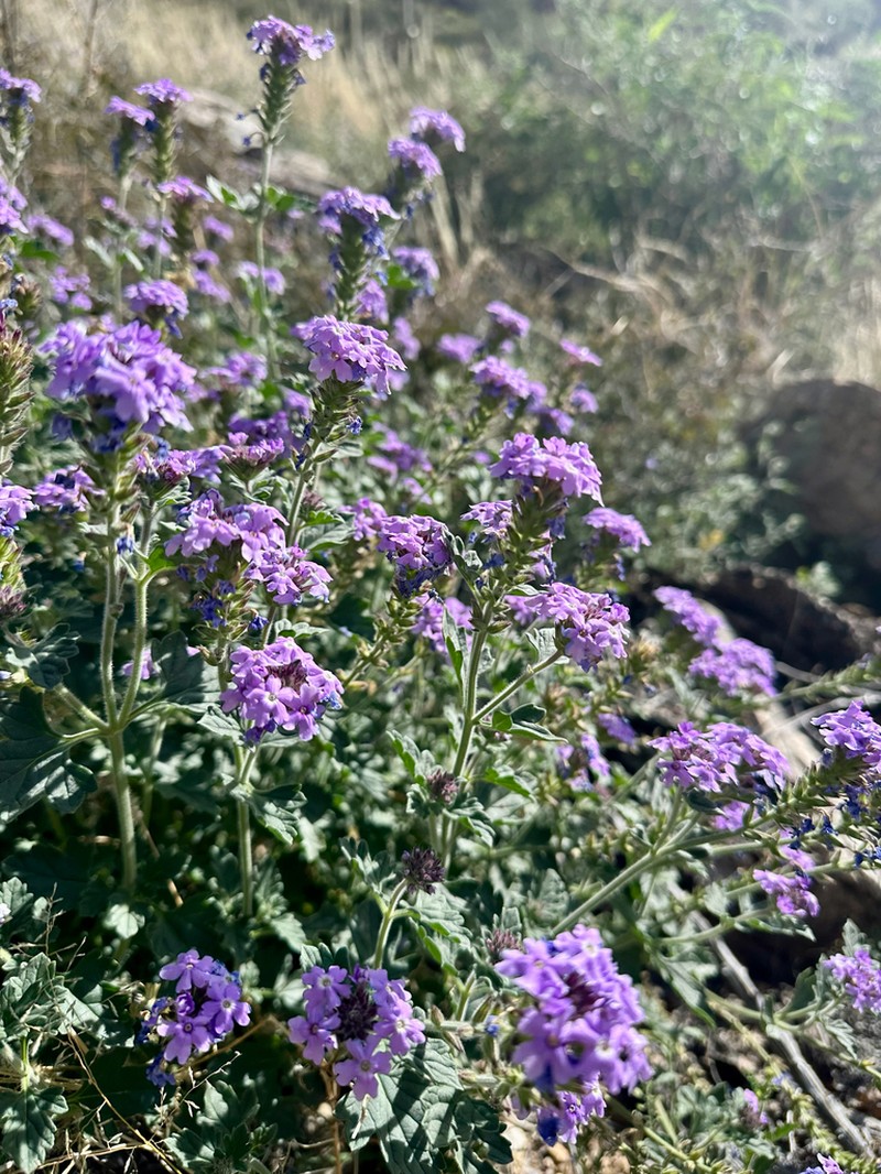 Southwestern Mock Vervain photo 5