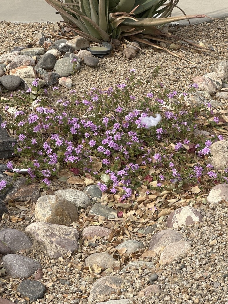 Southwestern Mock Vervain photo 6