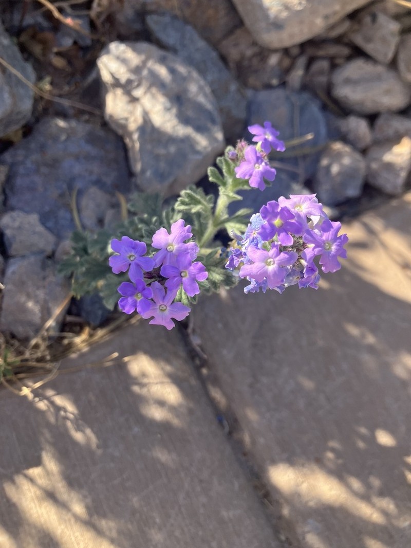 Southwestern Mock Vervain photo 7