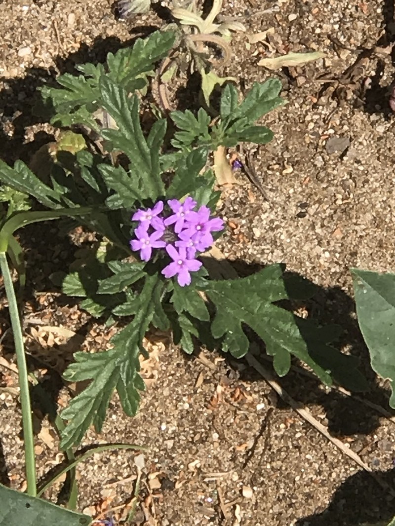 Southwestern Mock Vervain photo 8