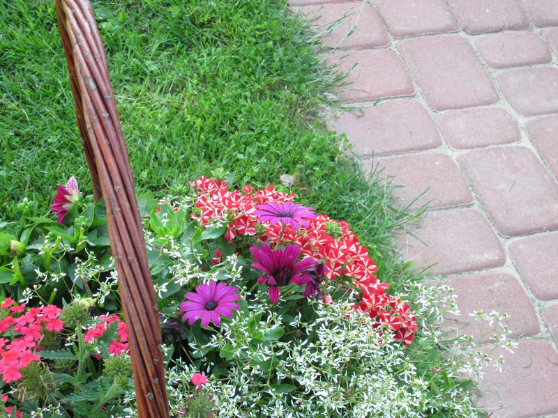 Mock Vervain photo 3
