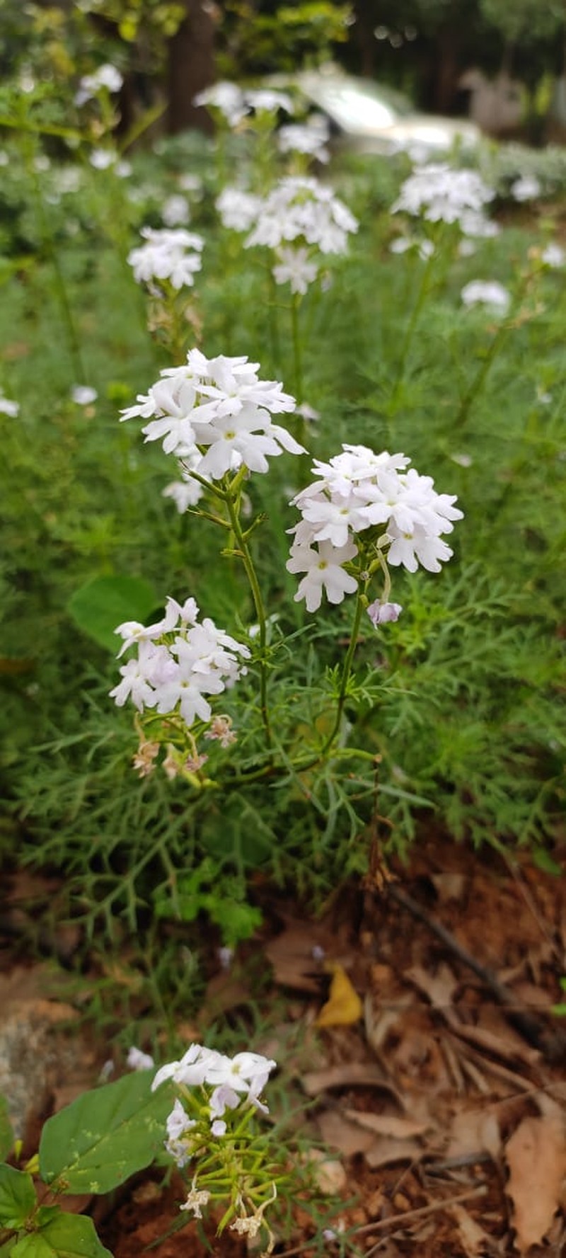 Mock Vervain photo 4