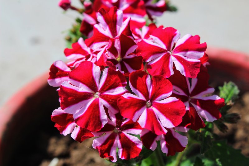 Mock Vervain photo 5