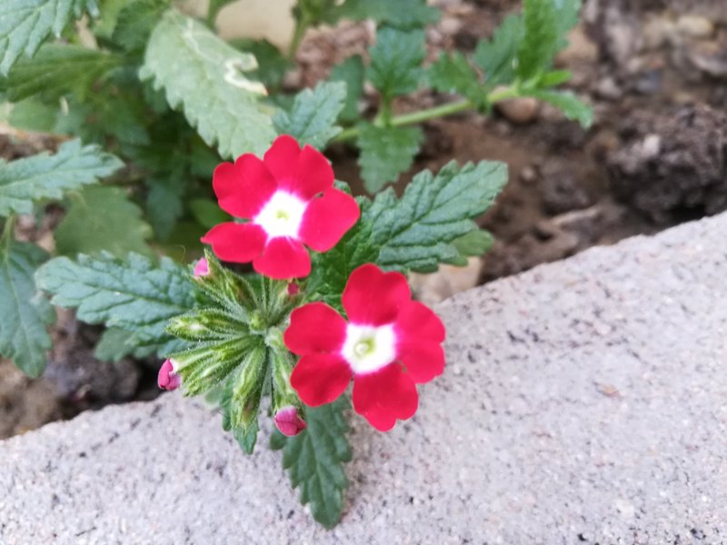 Mock Vervain photo 6