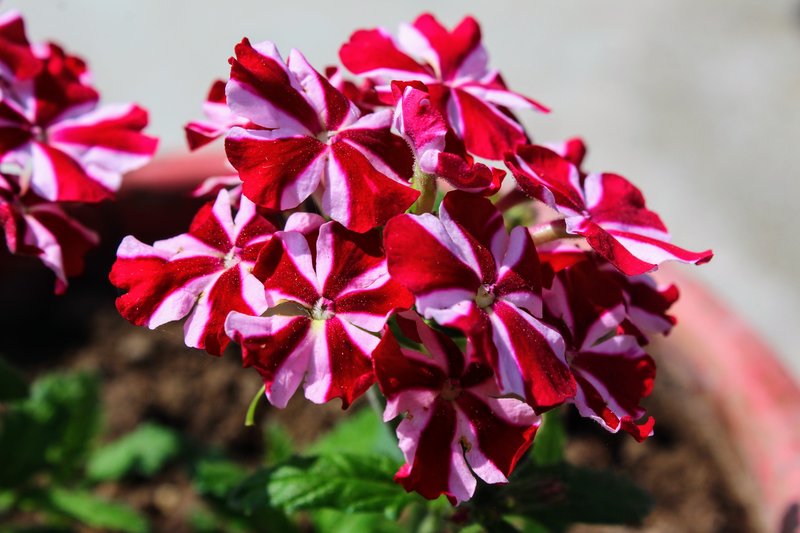 Mock Vervain photo 7