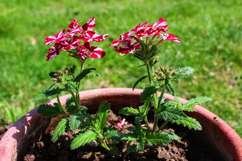 Mock Vervain photo 8